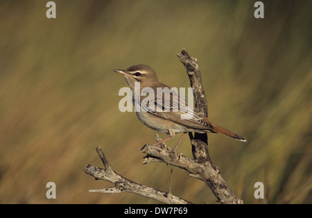 RUFOUS BUSH ROBIN (Cercotrichas galactotes) maschio adulto Lesbo Grecia Foto Stock