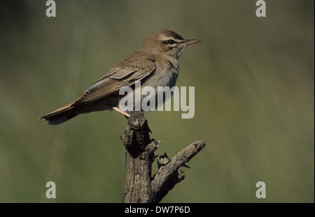 RUFOUS BUSH ROBIN (Cercotrichas galactotes) maschio adulto Lesbo Grecia Foto Stock