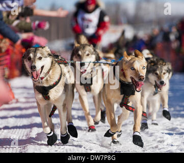 Willow, Alaska, Stati Uniti d'America. 2 Mar 2014. Marc Lester / Anchorage Daily News .Aliy Zirkle squadra corre attraverso Willow Lago. Racing ha iniziato per il 2014 Sentiero Iditarod Sled Dog Race sul Lago di salice domenica pomeriggio, 2 marzo 2014. Sessanta nove squadre iniziato questo anno di Iditarod. Credito: Marc Lester/Anchorage Daily News/ZUMAPRESS.com/Alamy Live News Foto Stock