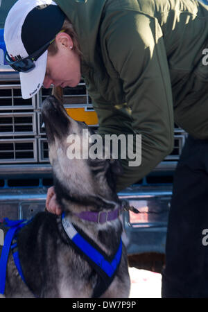 Willow, Alaska, Stati Uniti d'America. 2 Mar 2014. Marc Lester / Anchorage Daily News .Katherine Keith mette i cavi elettrici per il suo team. Racing ha iniziato per il 2014 Sentiero Iditarod Sled Dog Race sul Lago di salice domenica pomeriggio, 2 marzo 2014. Sessanta nove squadre iniziato questo anno di Iditarod. Credito: Marc Lester/Anchorage Daily News/ZUMAPRESS.com/Alamy Live News Foto Stock