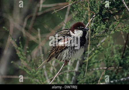 Passera sarda (Passer hispaniolensis) maschio adulto in allevamento piumaggio Lesbo Grecia Foto Stock