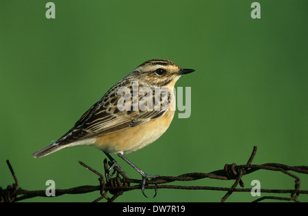 (Whinchat Saxicola rubetra) femmina adulta in estate piumaggio sulla migrazione Lesbo Grecia Foto Stock