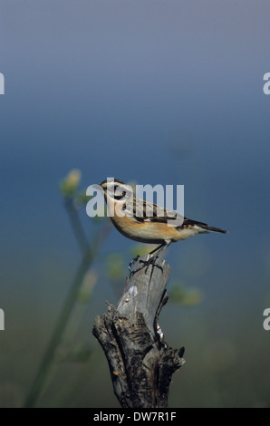 (Whinchat Saxicola rubetra) maschio adulto in allevamento piumaggio sulla migrazione Lesbo Grecia Foto Stock