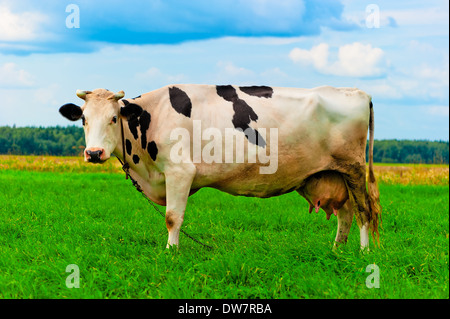 Mucca sulla catena appoggiata sul prato Foto Stock