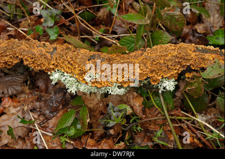 Licheni e funghi su un log ( Evernia prunastri e una specie di Stereum) Foto Stock