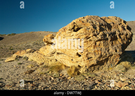 Auracaria mirabilis, silicified tronco legno, Cerro Cuadrado Foresta Pietrificata, Argentina Foto Stock