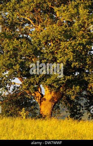 Ritratto verticale di farnia, Quercus robur, albero solitario nel campo al tramonto in estate. Paesi Baschi, Spagna. Foto Stock