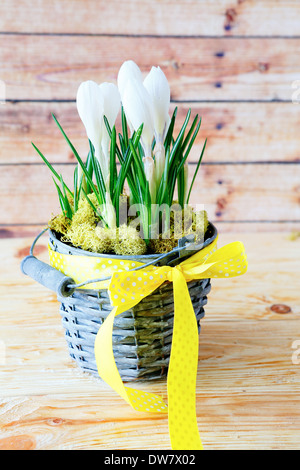 Regalo - bianche fioriture di crochi, fiori Foto Stock