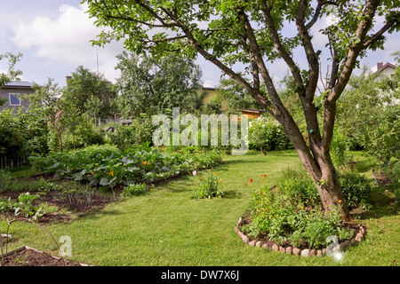 Letto con zucchine fiorite in un rustico giardino estivo Foto Stock