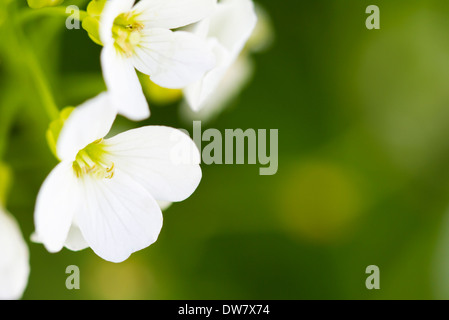 Bellissimi fiori di primavera sullo sfondo Foto Stock