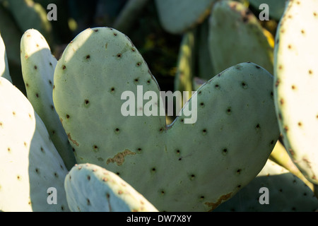 A forma di cuore di cactus, Petaluma, California, USA, America del Nord. Foto Stock