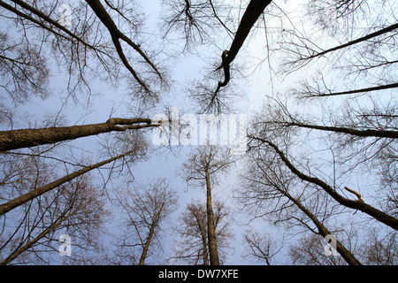 Alberi contro il cielo blu Foto Stock