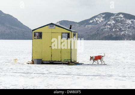 Cane bianco indossando giubbotto arancione al di fuori il giallo per la pesca nel ghiaccio shack su Eagle Lake, il Parco Nazionale di Acadia, Maine Foto Stock
