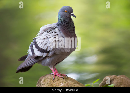 Un piccione che posano su una roccia con una verde sfondo sfocato Foto Stock