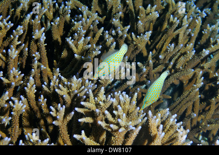 Due longnose filefish, Oxymonacanthus longirostris, sopra una Acropora sp. corallo, Fagaalu Bay, Tutuila Island, Samoa americane Foto Stock