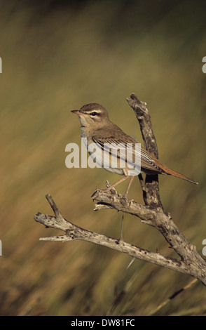 RUFOUS BUSH ROBIN (Cercotrichas galactotes) maschio adulto Lesbo Grecia Foto Stock