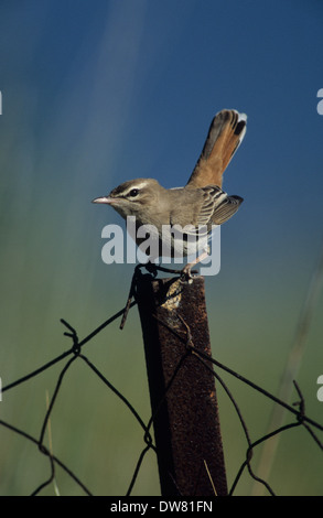 RUFOUS BUSH ROBIN (Cercotrichas galactotes) maschio adulto su palo da recinzione minaccia-Visualizzazione di Lesbo Grecia Foto Stock