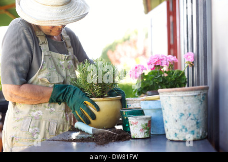 Femmina Senior giardiniere piantare il nuovo impianto in vasi di terracotta su un contatore nel cortile posteriore Foto Stock