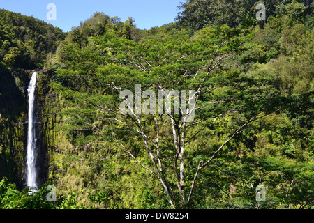 Akaka cade nel Akaka Falls State Park, Big Island, Hawaii, STATI UNITI D'AMERICA Foto Stock