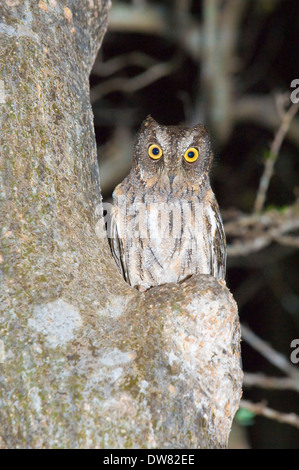 Madagascar o un malgascio Assiolo (Otus rutilus) Foto Stock