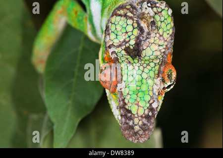Panther Chameleon (Furcifer pardalis) Foto Stock