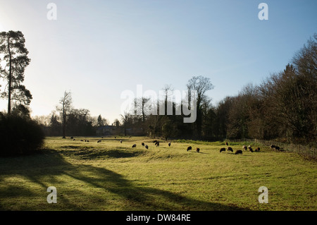 Herdwick e Giacobbe pecore al pascolo in un campo di Lechlade, Gloucestershire, Inghilterra, Regno Unito. Foto Stock