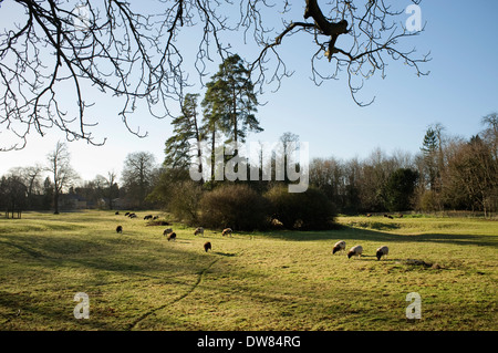 Herdwick e Giacobbe pecore al pascolo in un campo di Lechlade, Gloucestershire, Inghilterra, Regno Unito. Foto Stock