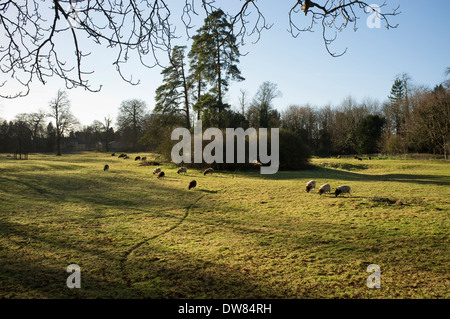 Herdwick e Giacobbe pecore al pascolo in un campo di Lechlade, Gloucestershire, Inghilterra, Regno Unito. Foto Stock