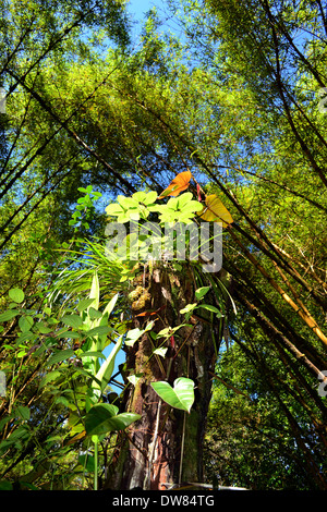 Foglie illuminate dalla luce del sole circondato da un bosco di bambù, Akaka Falls State Park, Big Island, Hawaii, STATI UNITI D'AMERICA Foto Stock