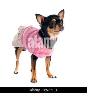 Vestito chihuahua davanti a uno sfondo bianco Foto Stock