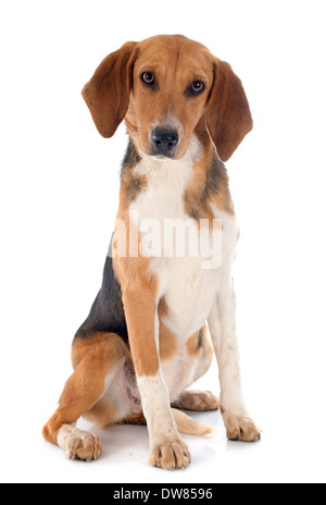 Giovani Beagle Harrier davanti a uno sfondo bianco Foto Stock