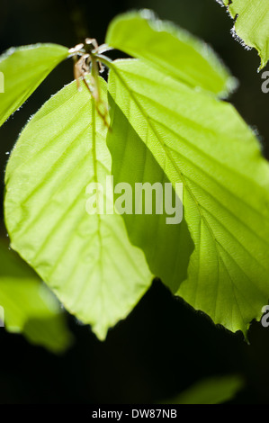 Foglie di faggio comune (Fagus sylvatica), legno di Dunsford, Devon, UK. Foto Stock