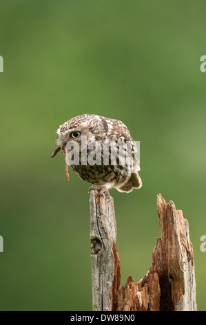 Un piccolo gufo seduto sulla cima di un vecchio ceppo di albero di mangiare un worm Foto Stock