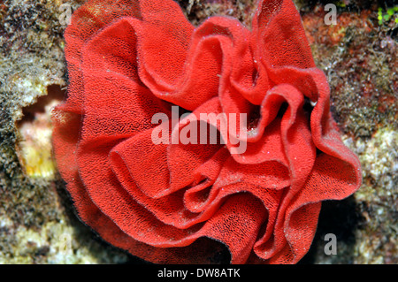 Eggmass del ballerino spagnolo, Hexabranchus sanguineus, Mala Pier, Maui, Hawaii, STATI UNITI D'AMERICA Foto Stock