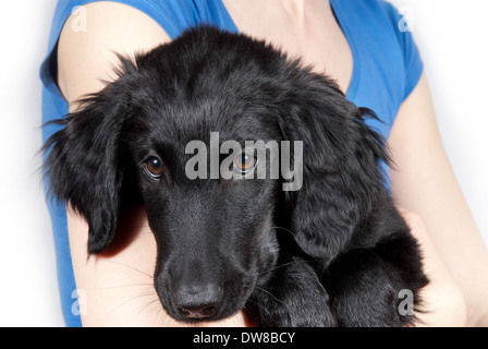 Un piatto nero rivestite retriever cucciolo tra le braccia di una donna Foto Stock