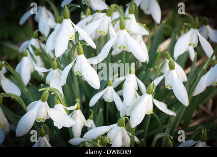 Snowdrop fiori Foto Stock