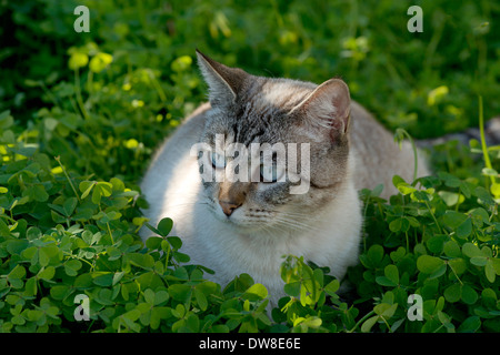 Tabby gatto in giardino Foto Stock