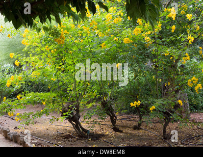 Fioritura Cassia Tree. Cassia albero in fiore, Maiorca, isole Baleari, Spagna in ottobre. Foto Stock