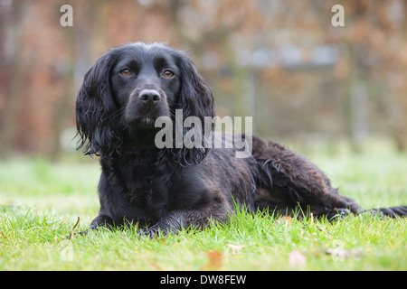 Un nero cocker spaniel cane che stabilisce fuori sull'erba Foto Stock