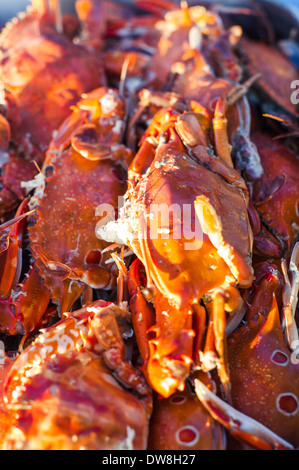 Il granchio cotto per buffet a base di pesce in party in spiaggia. Foto Stock