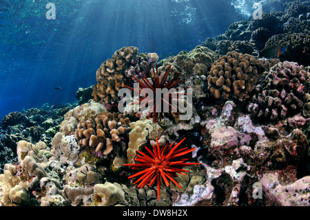 Una sana barriera corallina con un rosso matite di ardesia urchin, Heterocentrotus mamillatus, Molokini, Maui, Hawaii, STATI UNITI D'AMERICA Foto Stock