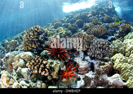 Una sana barriera corallina con ardesia rosso ricci a matita, Heterocentrotus mamillatus, Molokini, Maui, Hawaii, STATI UNITI D'AMERICA Foto Stock