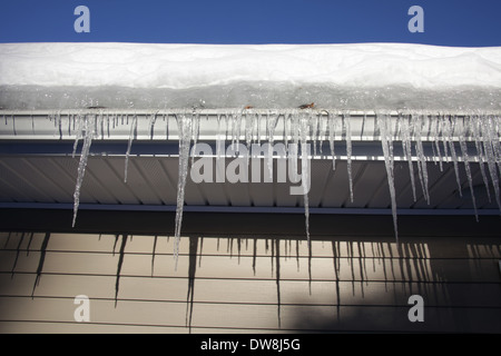 Ghiaccioli appesi da gronda a roofline ghiaccio causando danni di sbarramento a casa, STATI UNITI D'AMERICA, 17 febbraio 2014, © Katharine Andriotis Foto Stock