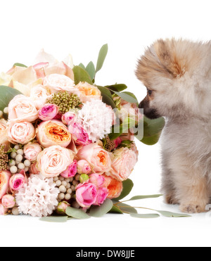 Cucciolo di Pomerania con bouquet di fiori isolati su sfondo bianco Foto Stock