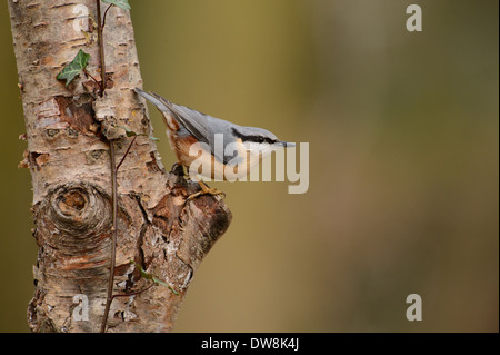 Eurasian picchio muratore (Sitta europaea) Foto Stock