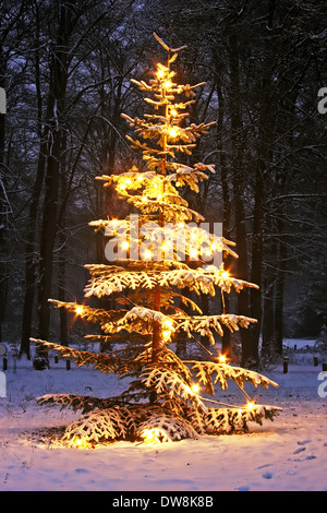Illuminata snowy albero di natale nella foresta di notte Foto Stock