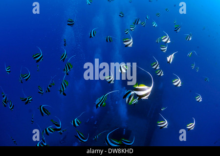 Scuola di pennant coralfish, Heniochus acuminatus, Oahu, Hawaii, STATI UNITI D'AMERICA Foto Stock