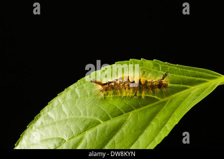 Caterpillar di Rusty Tussock Moth Foto Stock