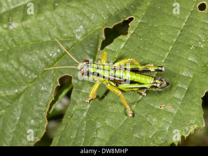 Montagna Verde Grasshopper (Miramella alpina) maschio adulto in appoggio sulla lamina Auvergne Francia Agosto Foto Stock