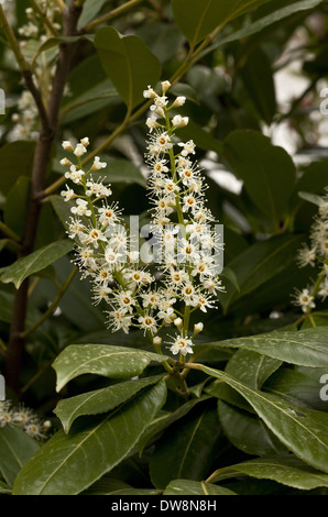 Cherry Laurel (Prunus laurocerasus) close-up di fiori Francia Marzo Foto Stock